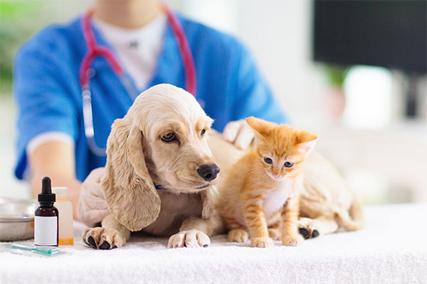 produits-veterinaires-pharmacie-du-beffroi produits-veterinaires-pharmacie-du-beffroi